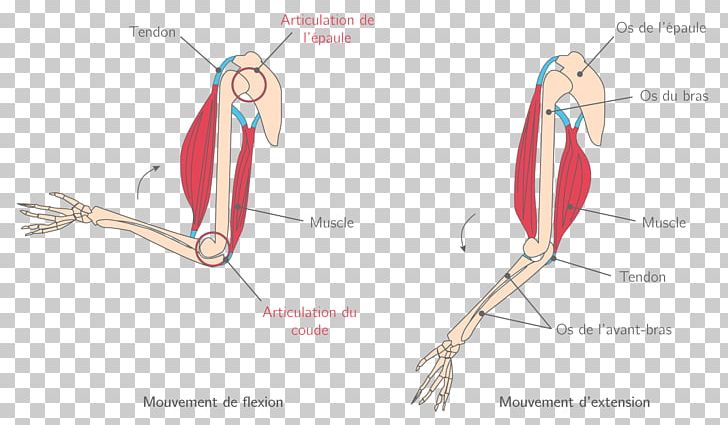 Finger Muscle Joint Muscular System Élongation Musculaire PNG, Clipart, Abdomen, Angle, Arm, Diagram, Ear Free PNG Download