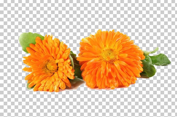 Flower Marigold Chrysanthemum PNG, Clipart, Annual Plant, Calendula, Calendula Officinalis, Chrysanths, Cut Flowers Free PNG Download