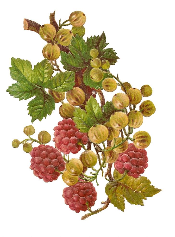Grape Raspberry Strawberry PNG, Clipart, Berry, Blackberry, Blackcurrant, Blueberry, Branch Free PNG Download