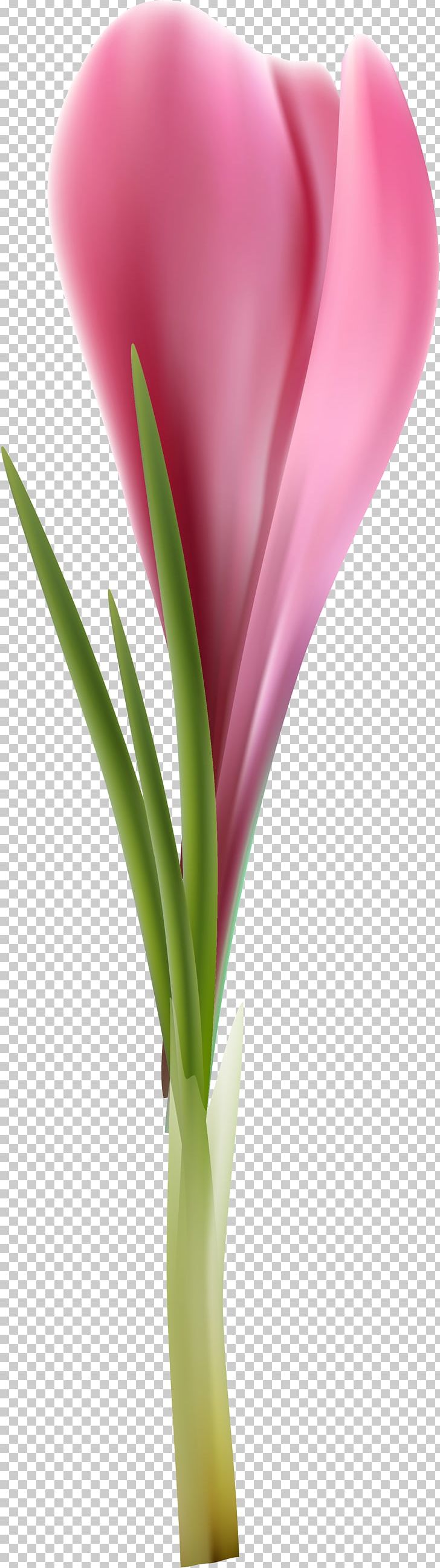 Tulip Cut Flowers Petal Plant Stem Flowerpot PNG, Clipart, Closeup, Closeup, Crocus, Cut Flowers, Flower Free PNG Download