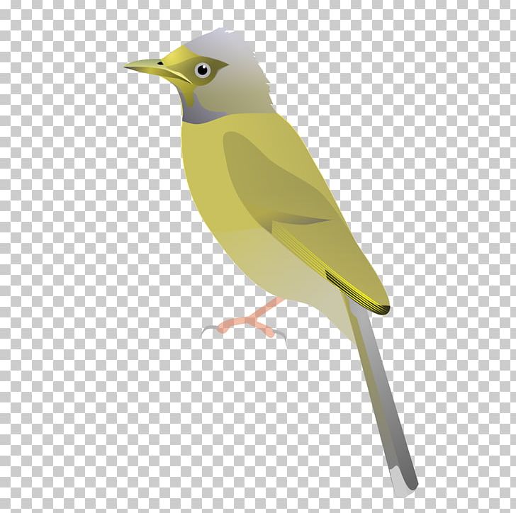 Bird Amarambalam Grey-headed Bulbul Eurasian Golden Oriole Bare-faced Bulbul PNG, Clipart, Animals, Barefaced Bulbul, Beak, Bird, Blackheaded Bulbul Free PNG Download