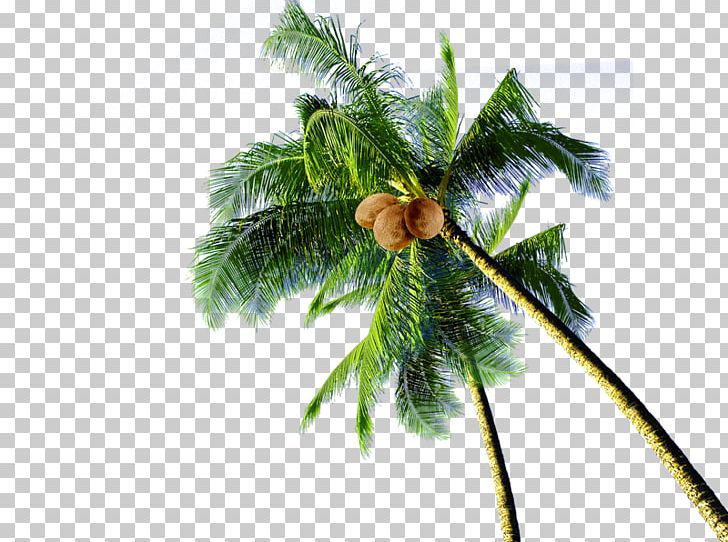 Coconut Tree PNG, Clipart, Areca, Autumn Tree, Branch, Chemical Element, Christmas Decoration Free PNG Download