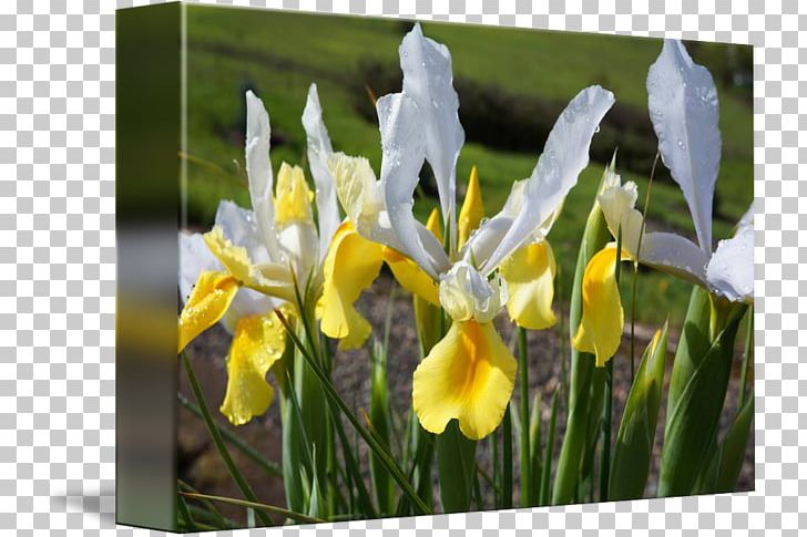 Orris Root Iris Croatica Wildflower PNG, Clipart, Flora, Flower, Flowering Plant, Iris, Iris Croatica Free PNG Download