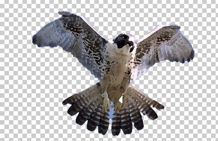 Peregrine Falcon Silhouette Photography PNG, Clipart, Accipitriformes, Animals, Beak, Bird, Bird Of Prey Free PNG Download