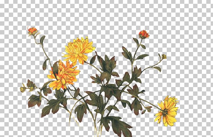 Chrysanthemum Indicum Chrysanthemum Tea Floral Design Flower PNG, Clipart, Branch, Chrysanthemum Chrysanthemum, Chrysanthemum Flowers, Chrysanthemums, Computer Wallpaper Free PNG Download