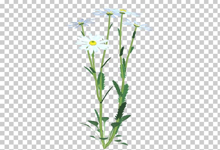 Plant Stem Cut Flowers Chicory PNG, Clipart, Aster, Chicory, Cut Flowers, Flora, Floral Design Free PNG Download