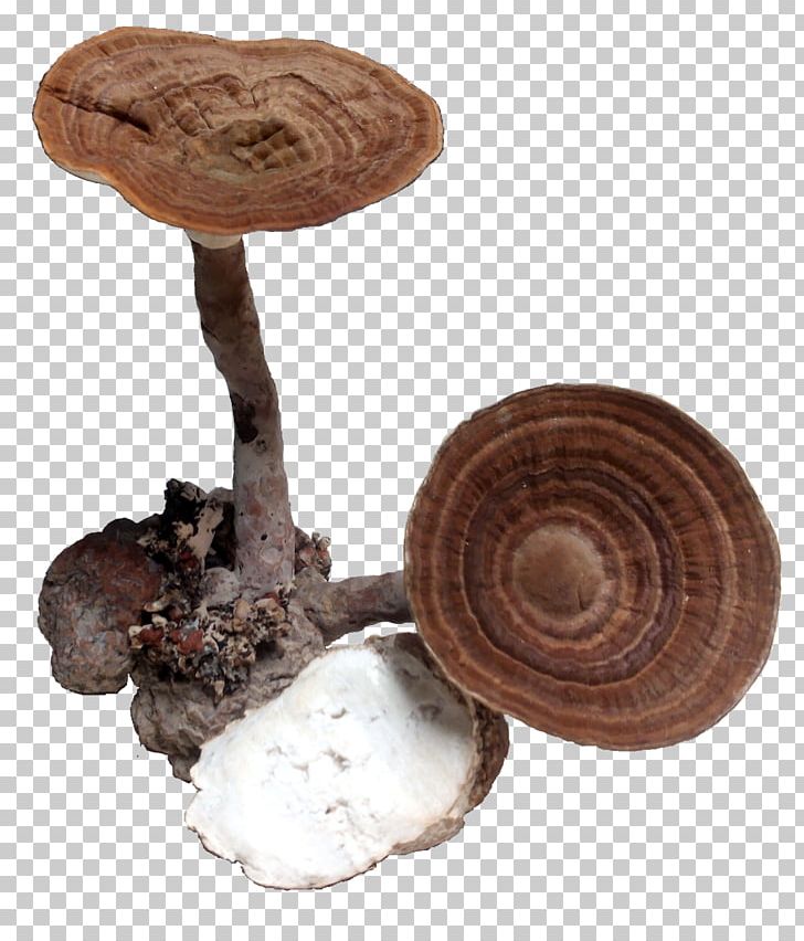 Shiitake Medicinal Fungi Medicine Mushroom PNG, Clipart, Edible Mushroom, Ingredient, Jenderam, Medicinal Fungi, Medicinal Mushroom Free PNG Download