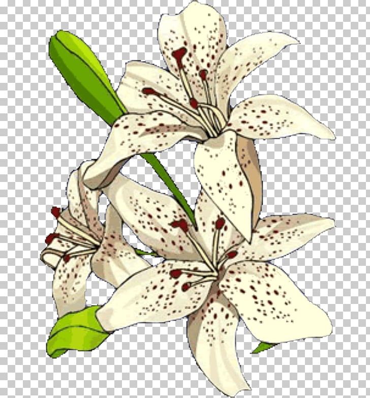 Floral Design Plant Stem Lily M PNG, Clipart, Flora, Floral Design, Floristry, Flower, Flowering Plant Free PNG Download