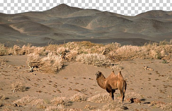 Gobi Desert Bactrian Camel Dromedary Lop Nur Taklamakan Desert PNG, Clipart, Animals, Arabian Camel, Bactria, Camel, Camel Toe Free PNG Download