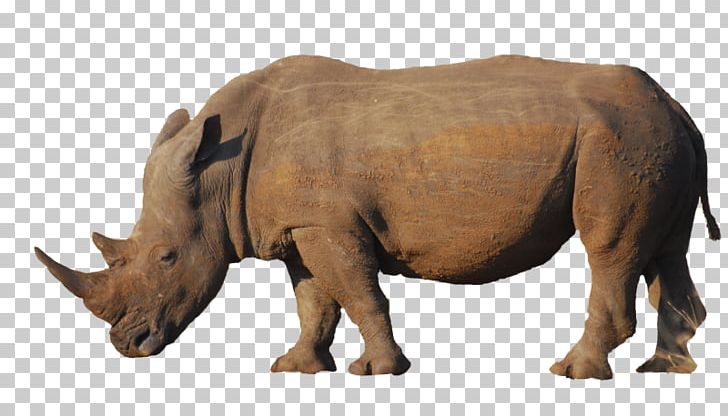 Indian Rhinoceros Poaching Animal Horn PNG, Clipart, Animal, Animal Horn, Animal Rhino, Biodiversity, Cattle Like Mammal Free PNG Download