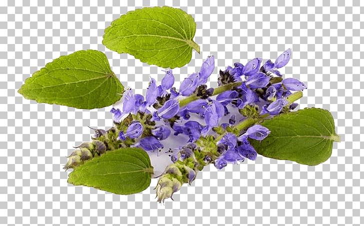 Plectranthus Barbatus Forskolin Coleus Mints Medicinal Plants PNG, Clipart, Ayurveda, Botanical Name, Coleus, Dietary Supplement, Extract Free PNG Download