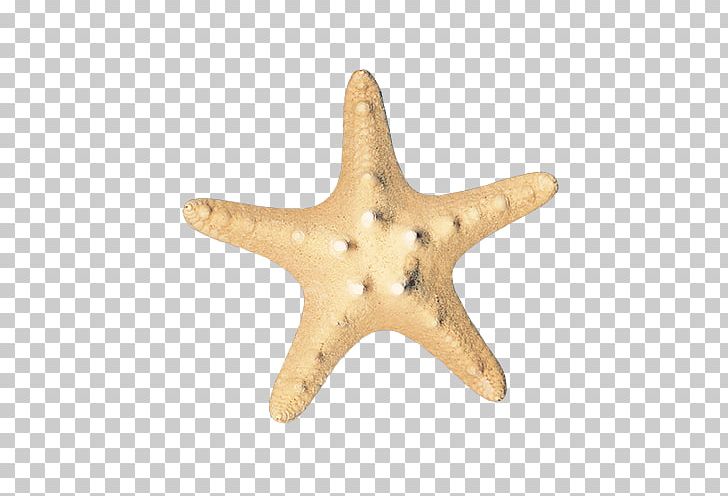 Starfish Sea Icon PNG, Clipart, Animal, Animals, Beautiful Starfish, Cartoon Starfish, Echinoderm Free PNG Download