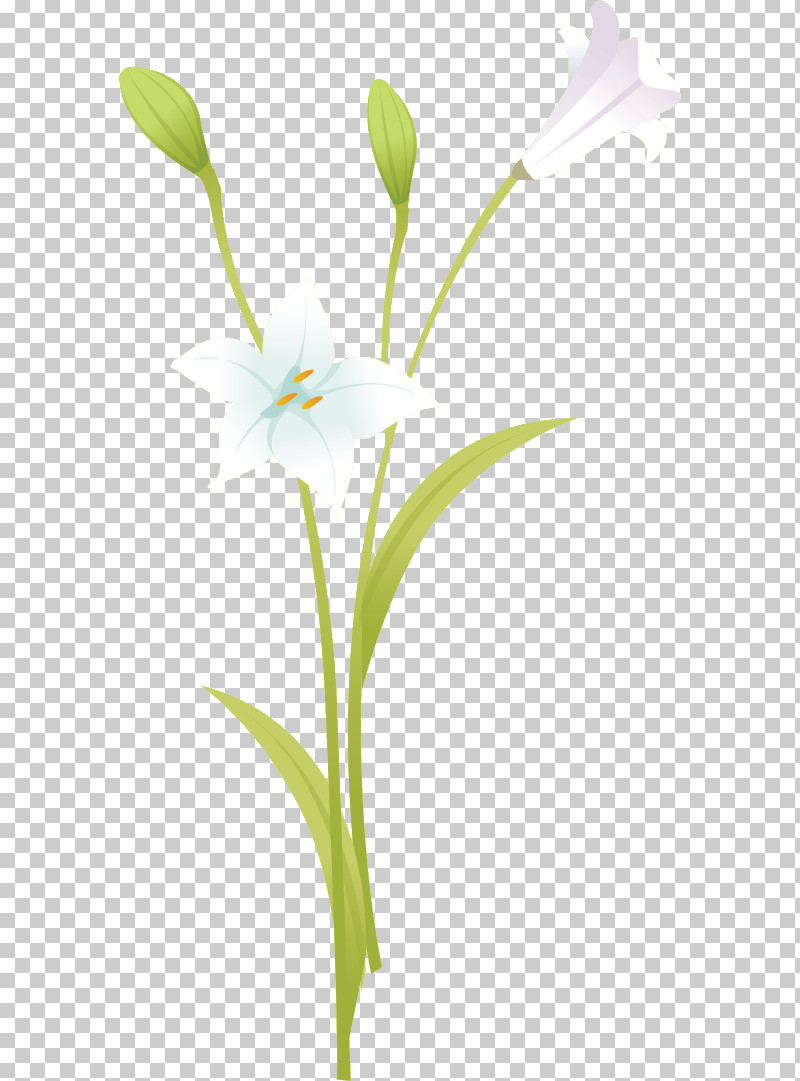 Lily Flower Floral PNG, Clipart, Bunchflowered Daffodil, Cut Flowers, Daffodil, Element, Floral Free PNG Download