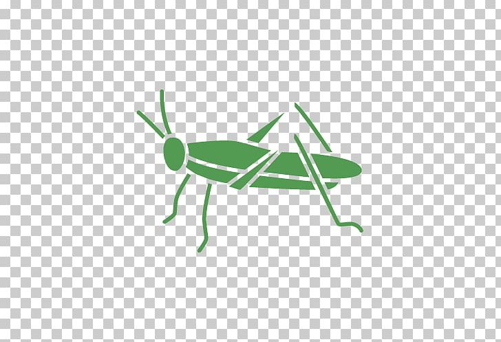 Grasshopper Insect Pest PNG, Clipart, Angle, Cricket Like Insect, Grass, Grasshopper, Green Free PNG Download