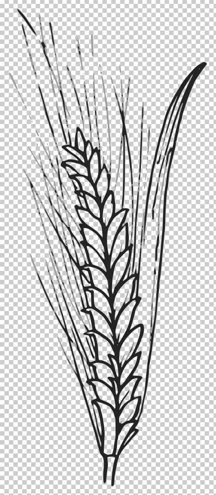 Wheat Grain Cereal PNG, Clipart, Artwork, Barley, Black And White, Branch, Cereal Free PNG Download