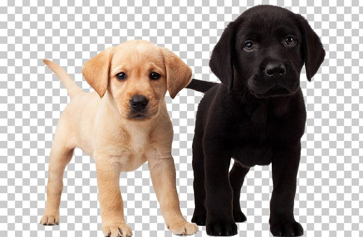 Labrador Retriever Puppy Dalmatian Dog Golden Retriever PNG, Clipart, Carnivoran, Companion Dog, Computer Icons, Cuteness, Dog Free PNG Download
