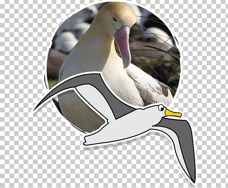 Duck Fauna Conservation Zoology Biology PNG, Clipart, Albatros, Animal, Animals, Beak, Biology Free PNG Download