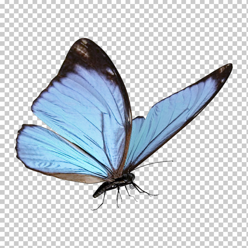 Gossamer-winged Butterflies Insects Brush-footed Butterflies Moth Stx Eu.tm Energy Nr Dl PNG, Clipart, Brushfooted Butterflies, Gossamerwinged Butterflies, Insects, Microsoft Azure, Moth Free PNG Download