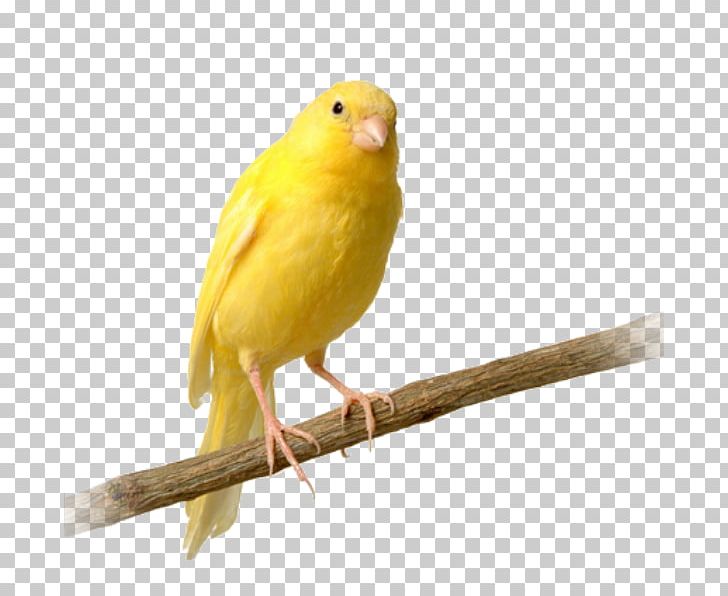 Domestic Canary Birdcage Pet Shop Beto Guinea Pig PNG, Clipart, Animals, Atlantic Canary, Aviary, Beak, Bird Free PNG Download