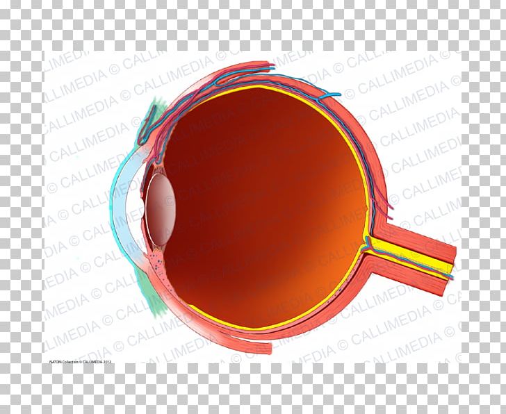 Human Eye Conjunctiva Anatomy Sagittal Plane PNG, Clipart, Anatomy, Cone Cell, Conjunctiva, Eye, Eyewear Free PNG Download