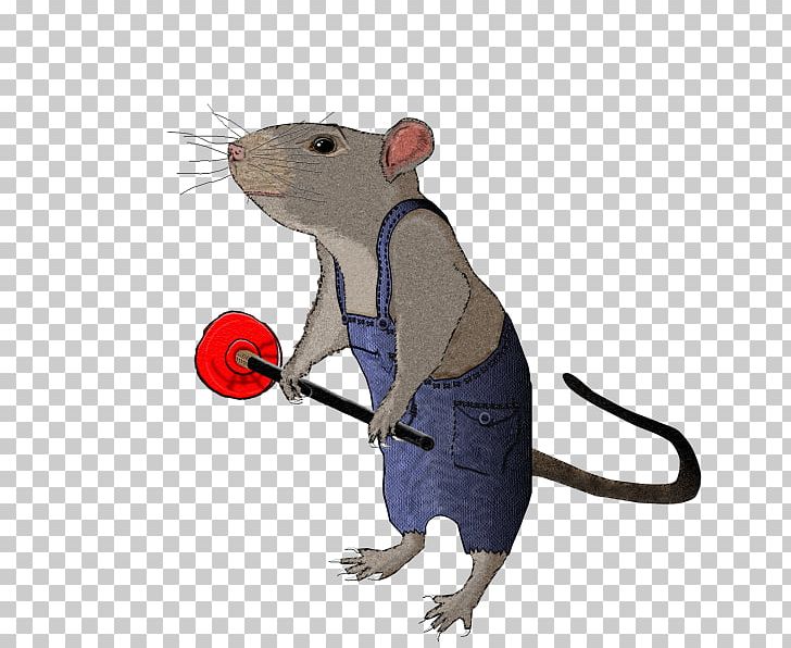 Rat Mouse Rodent Murids Animal PNG, Clipart, Animal, Animal Figure, Animals, Fauna, Mammal Free PNG Download
