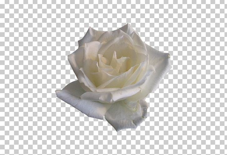 Rose Flower PNG, Clipart, Beauty, Beauty Salon, Black White, Chinese, Chinese Rose Free PNG Download