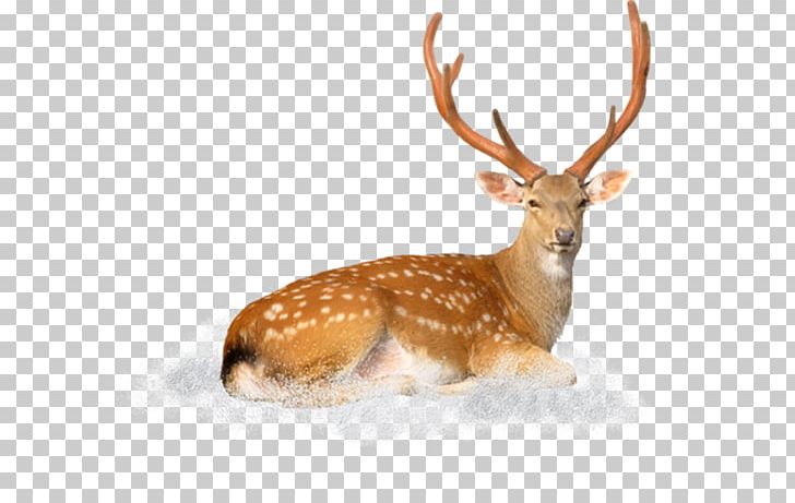 White-tailed Deer Elk Reindeer Antler PNG, Clipart, Animal, Animals, Animaux, Antler, Deer Free PNG Download