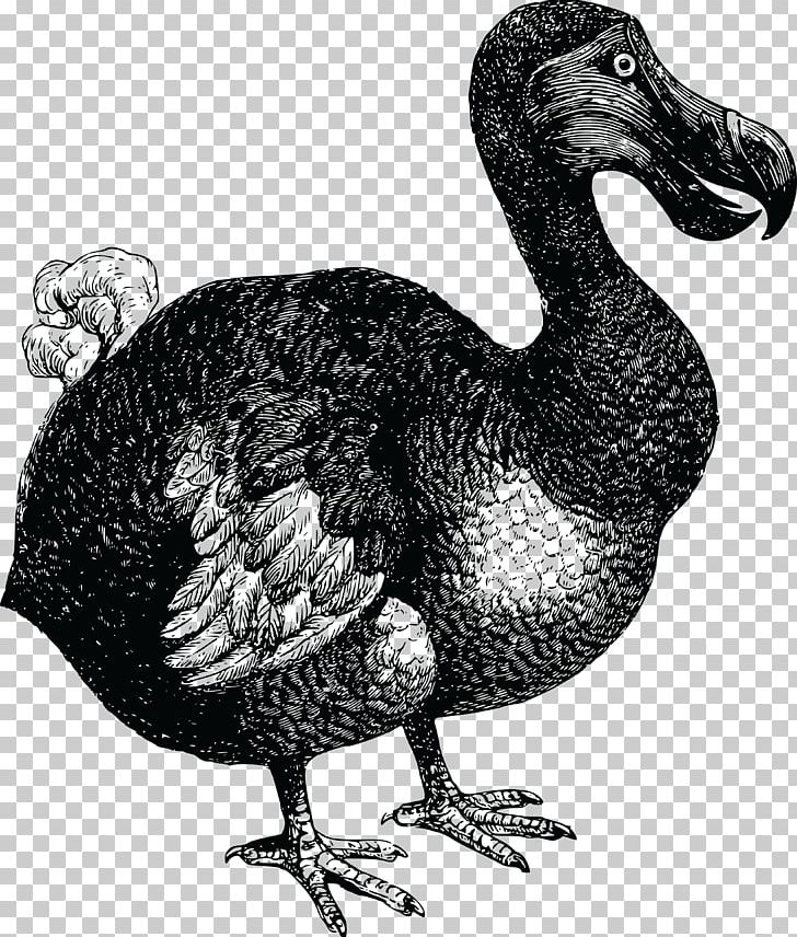 Dodo Flightless Bird T-shirt PNG, Clipart, Animals, Beak, Bird, Black And White, Chicken Free PNG Download