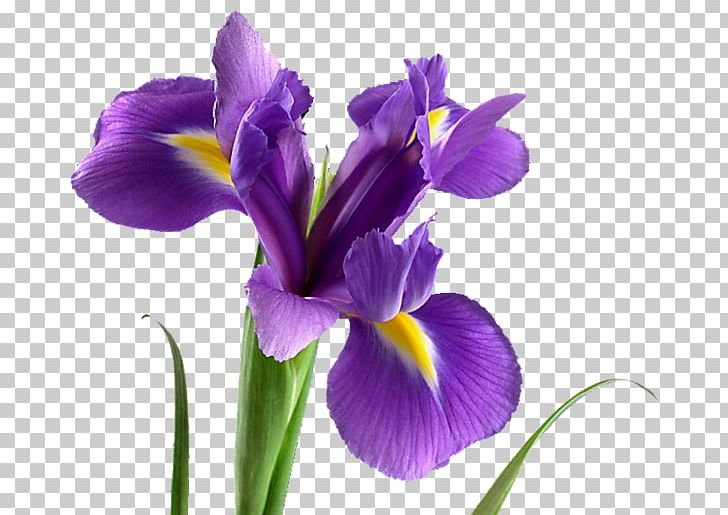 Flower Bouquet Bloemisterij Ideya PNG, Clipart, Bloemisterij, Daylily, Extract, Florist, Floristry Free PNG Download