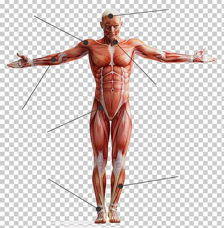 Human Body Skeletal Muscle Tissue Anatomy PNG, Clipart, Abdomen, Arm, Back, Body, Bodybuilder Free PNG Download