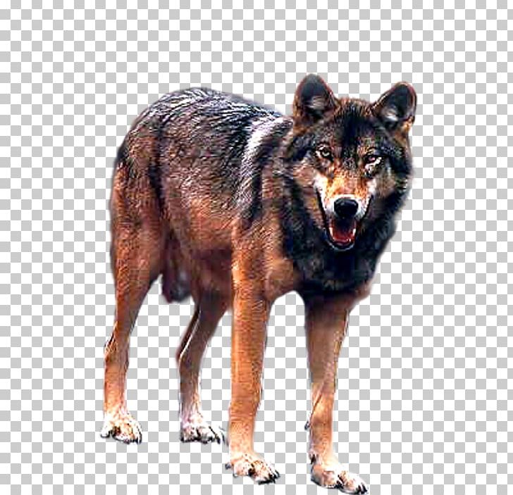 Kunming Wolfdog Coyote Canidae Dhole PNG, Clipart, Animal, Canidae, Coyote, Dhole, Dog Free PNG Download