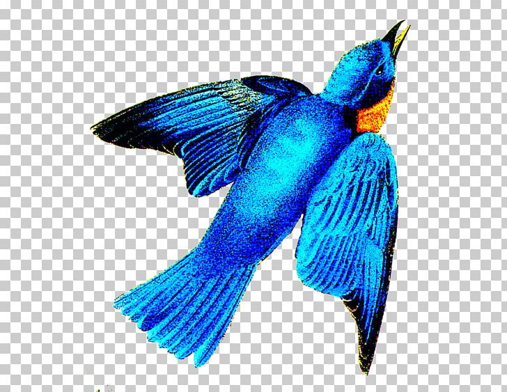 Beak Cobalt Blue Feather Tail Pollinator PNG, Clipart, Beak, Bird, Blue, Cobalt, Cobalt Blue Free PNG Download
