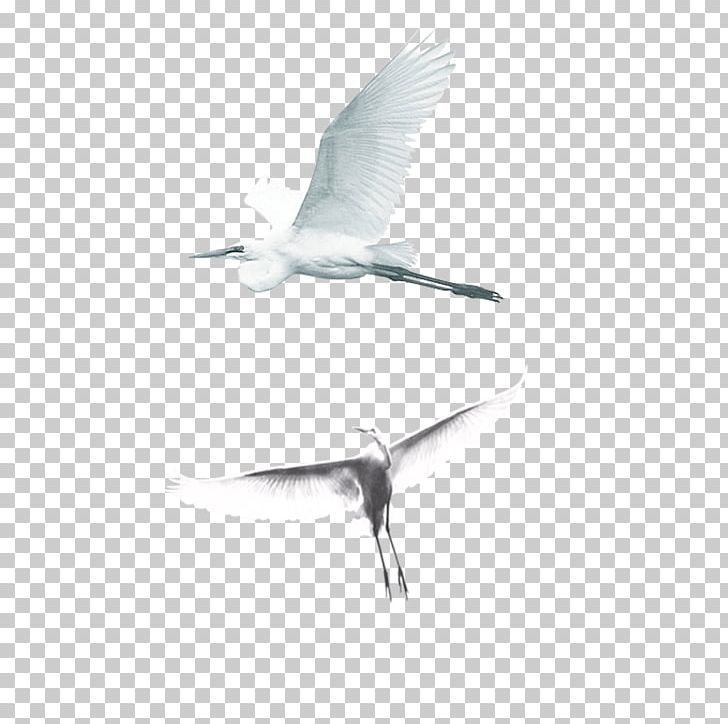 Crane PNG, Clipart, Adobe Illustrator, Beak, Bird, Birds, Black And White Free PNG Download