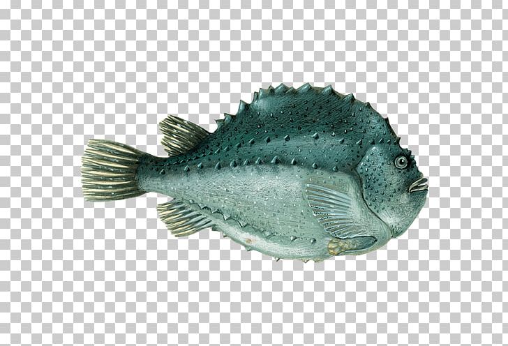 Fish Caviar Cyclopterus Lumpus Lumpsucker Common Ling PNG, Clipart, Animals, Atlantic Cod, Atlantic Halibut, Atlantic Herring, Caviar Free PNG Download