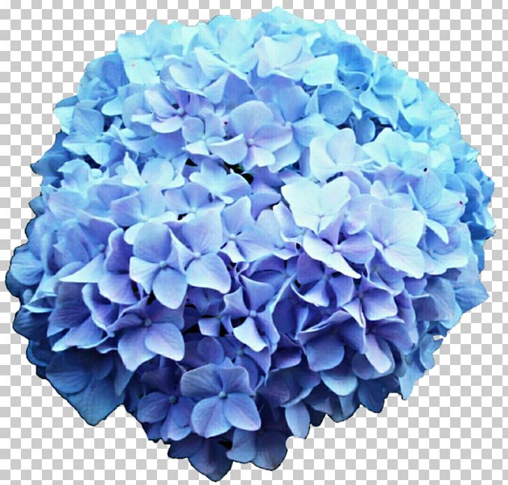 French Hydrangea Flower Blue Rose PNG, Clipart, Artificial Flower, Blue, Blue Flower, Blue Rose, Clip Art Free PNG Download