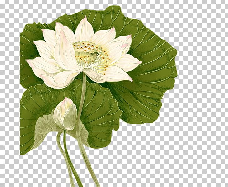 Nelumbo Nucifera Drawing Art PNG, Clipart, Annual Plant, Aquatic Plant, Art, Cut Flowers, Designer Free PNG Download