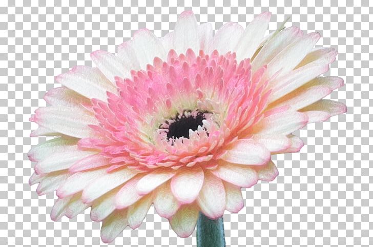 Transvaal Daisy Flower PNG, Clipart, Asterales, Chrysanths, Cut Flowers, Daisy, Daisy Family Free PNG Download