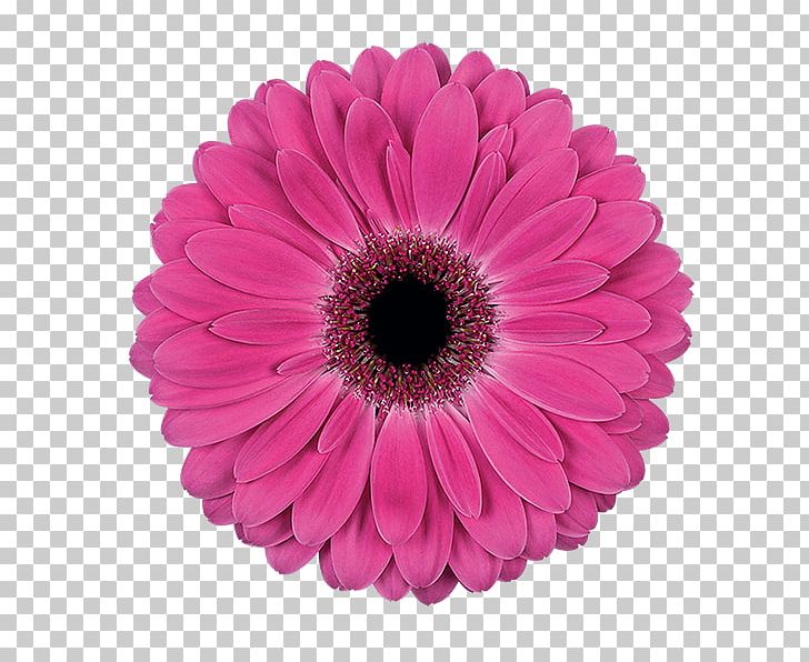 Transvaal Daisy Flower Red Color Pink PNG, Clipart, Botanist, Chrysanths, Color, Common Daisy, Cut Flowers Free PNG Download