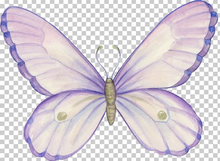 Brush-footed Butterflies Butterfly Pieridae Blog Moth PNG, Clipart, 2013, Animal, Art, Arthropod, Blogger Free PNG Download
