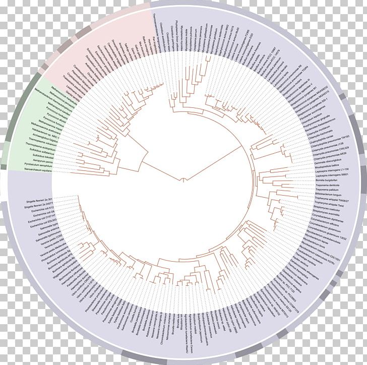 On The Origin Of Species Tree Of Life Phylogenetic Tree Evolution Biology PNG, Clipart, Biology, Charles Darwin, Circle, Clock, Common Descent Free PNG Download