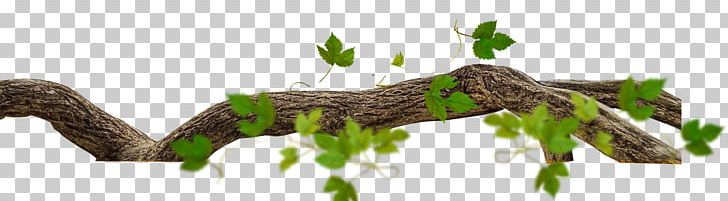 tree twig clipart