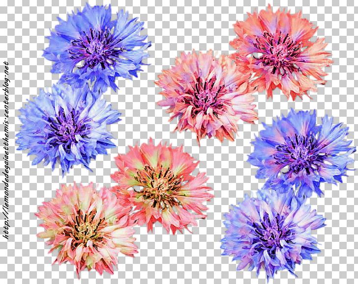 Aster Dahlia Chrysanthemum Cut Flowers Petal PNG, Clipart, Annual Plant, Aster, Chrysanthemum, Chrysanths, Cut Flowers Free PNG Download