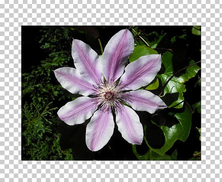 Clematis Viticella Flower Alpine Clematis Seed Vine PNG, Clipart,  Free PNG Download