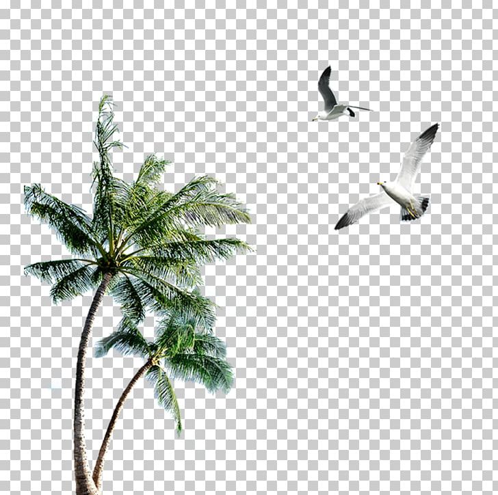 Island PNG, Clipart, Arecaceae, Beak, Bird, Branch, Clip Art Free PNG Download