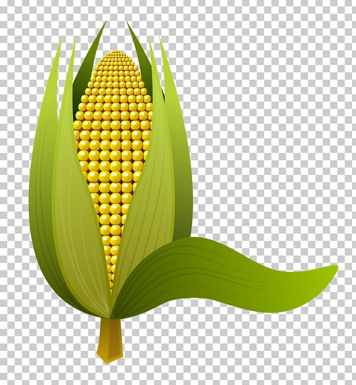 Maize Food PNG, Clipart, Cereal, Commodity, Digital Image, Flour, Food Free PNG Download