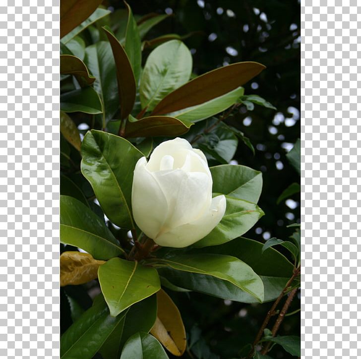 Southern Magnolia Chinese Magnolia Magnolia Liliiflora Yulan Magnolia Magnolia Wilsonii PNG, Clipart, Camellia Sasanqua, Chinese Magnolia, Flower, Flowering Plant, Food Drinks Free PNG Download