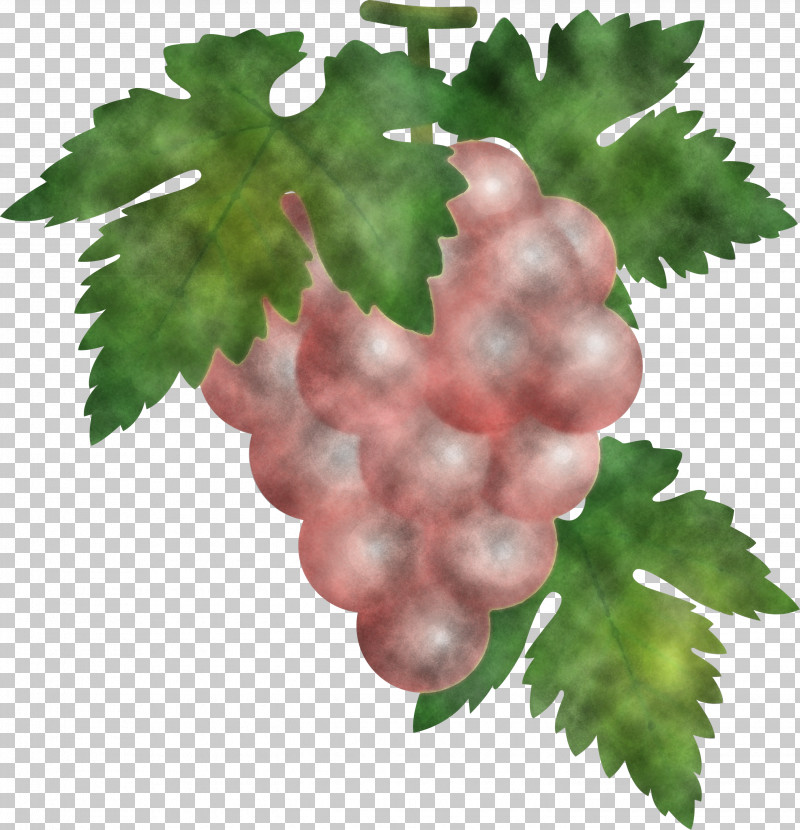 Grape Grapes Fruit PNG, Clipart, Flower, Food, Fruit, Grape, Grape Leaves Free PNG Download