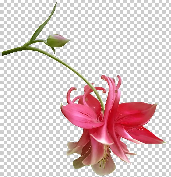 Morning Daytime Portable Network Graphics Photograph PNG, Clipart, Cut Flowers, Daytime, Drawing, Evening, Flower Free PNG Download