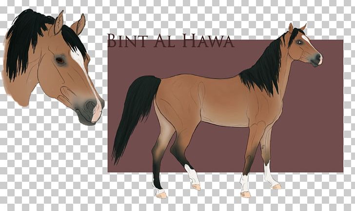 Mustang Foal Stallion Colt Mare PNG, Clipart,  Free PNG Download