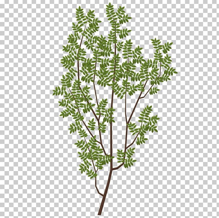 Branch Tree Leaf Texture Mapping PNG, Clipart, Anthriscus, Blender Game Engine, Branch, Chervil, Collada Free PNG Download